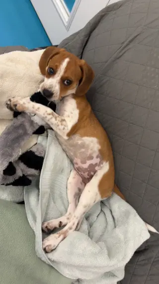 Josie