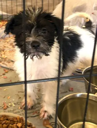 SPONSOR OR FOSTER ME - Zuzu