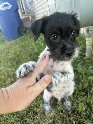 SPONSOR OR FOSTER ME - Birdie