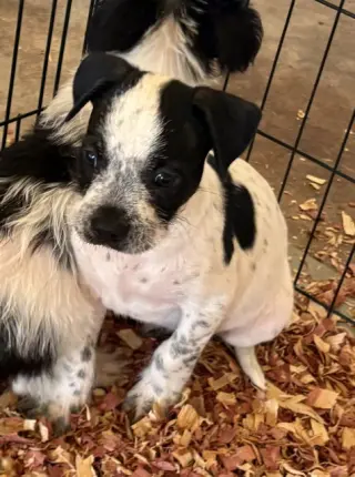 SPONSOR OR FOSTER ME - Finn
