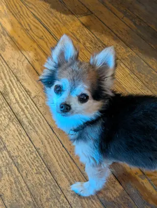 Zeus & Scruffy - A Bonded Pair!