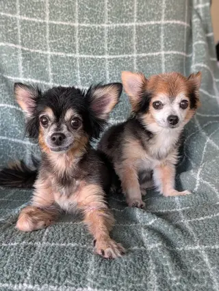 Zeus & Scruffy - A Bonded Pair!