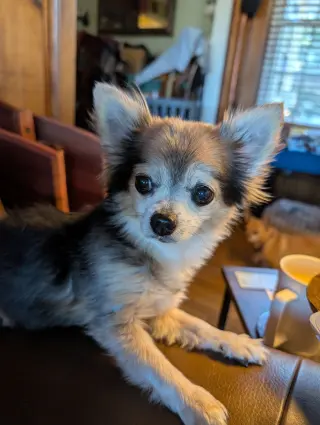 Zeus & Scruffy - A Bonded Pair!