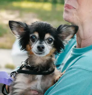 Zeus & Scruffy - A Bonded Pair!