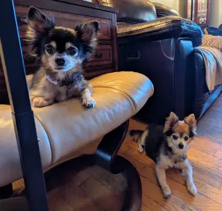 Zeus & Scruffy - A Bonded Pair!