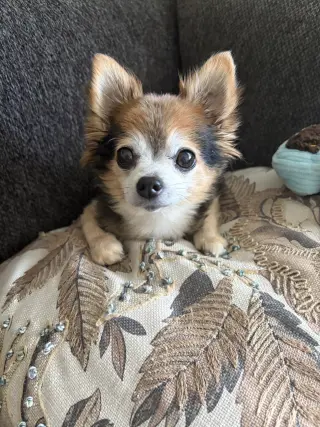 Zeus & Scruffy - A Bonded Pair!