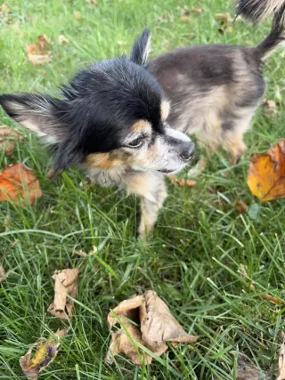 Zeus & Scruffy - A Bonded Pair!