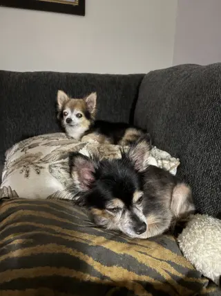 Zeus & Scruffy - A Bonded Pair!