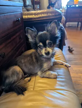 Zeus & Scruffy - A Bonded Pair!