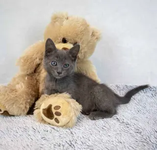 Jerry