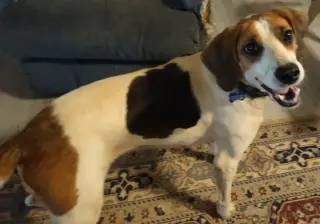Loretta-Not at the Shelter (Wendy)