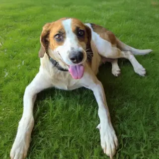 Loretta-Not at the Shelter (Wendy)