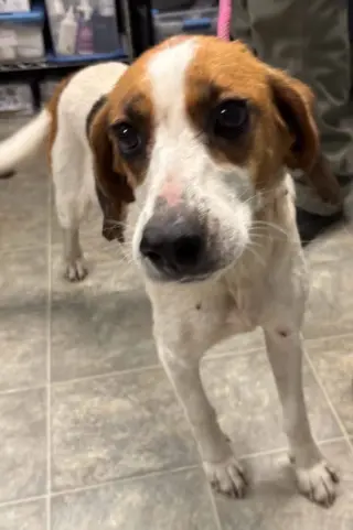 Loretta-Not at the Shelter (Wendy)