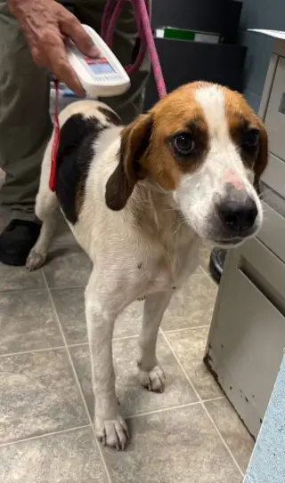 Loretta-Not at the Shelter (Wendy)