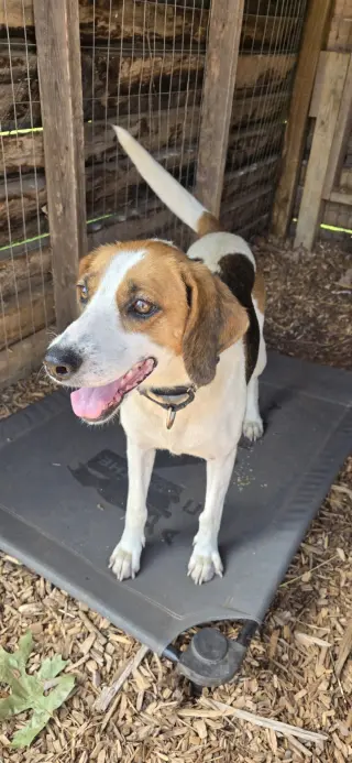 Loretta-Not at the Shelter (Wendy)