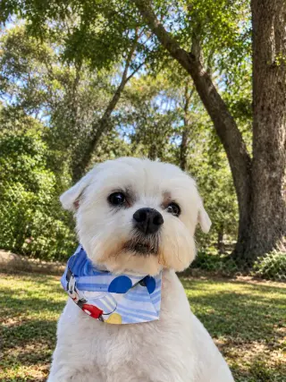 Chewy