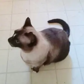 SAMMY #2060 - Offered by Owner - Siamese Mix