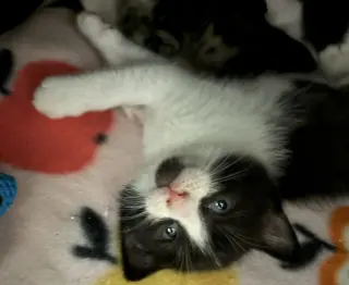 Harriet