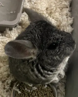 CHINCHILLA