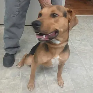 Ox- At the Shelter