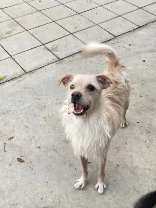 Ringo