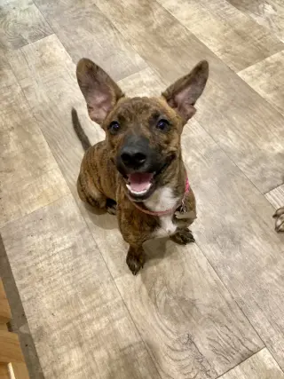 Nala