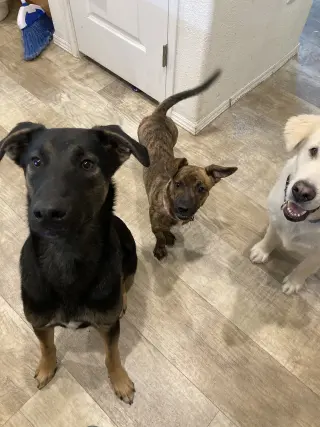 Nala