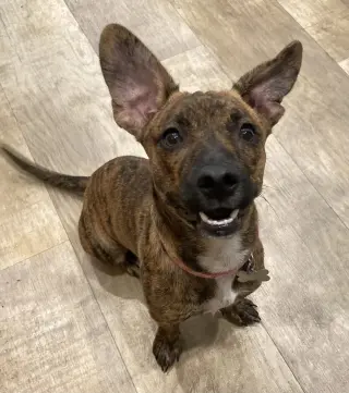 Nala