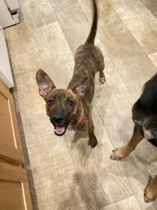 Nala