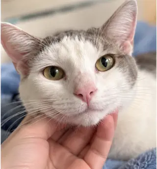 Lovely Lola