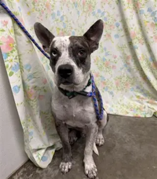 COCO