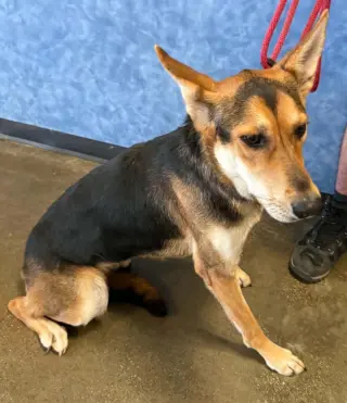 Found stray: Nesta