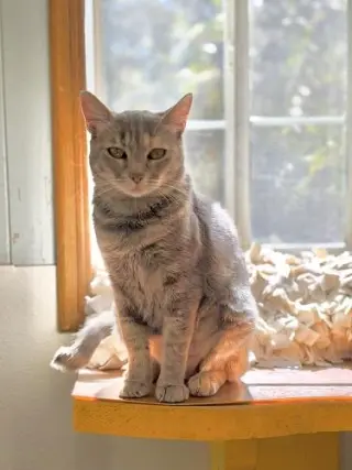Mom Cat 28001 (Honey)