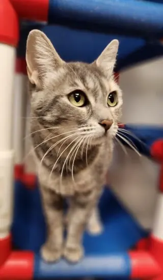 Mom Cat 28001 (Honey)