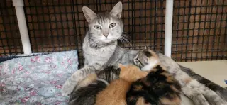 Mom Cat 28001 (Honey)