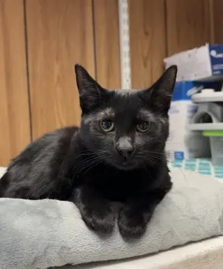 Kitten 27801 (Empanada)