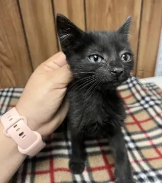 Kitten 27801 (Empanada)