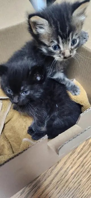 Kitten 27801 (Empanada)