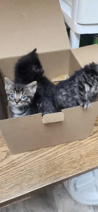 Kitten 27801 (Empanada)