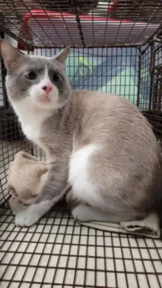 ANTONIO