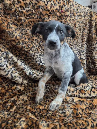 Clementine
