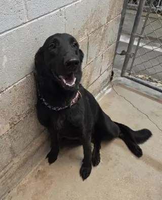Petunia
