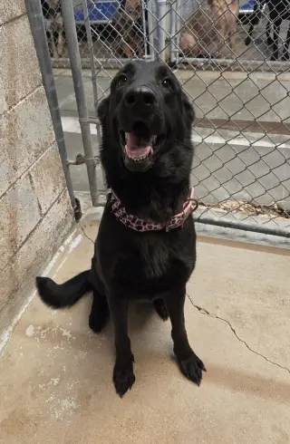 Petunia