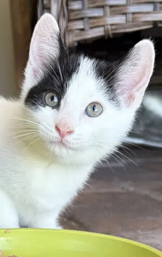 Hamish