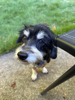 Rocky the Poodle