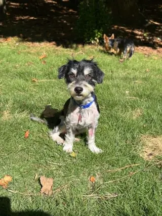 Rocky the Poodle