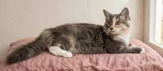 KITTEN PEBBLES