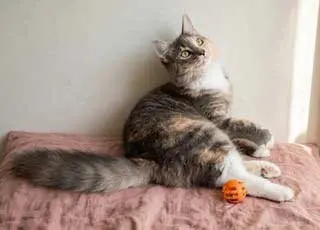 KITTEN PEBBLES