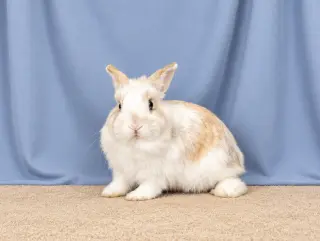 ACORN