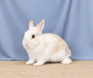 ACORN